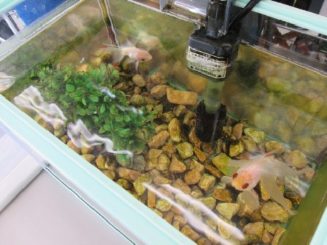 皆様から大人気の金魚とドジョウ、元気に育っています！