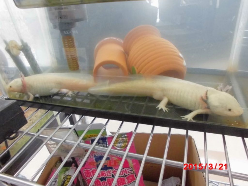 ④ 大府店の看板娘、ウーパールーパーちゃんです☆