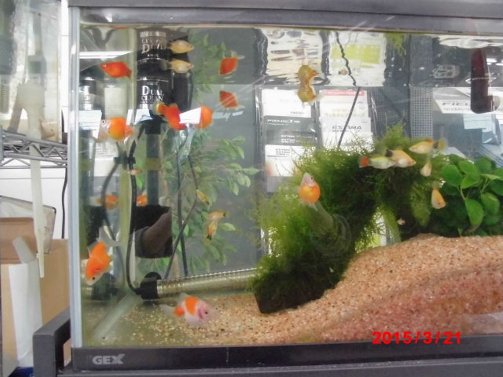 ⑤ お魚さんもたくさんいますよ☆