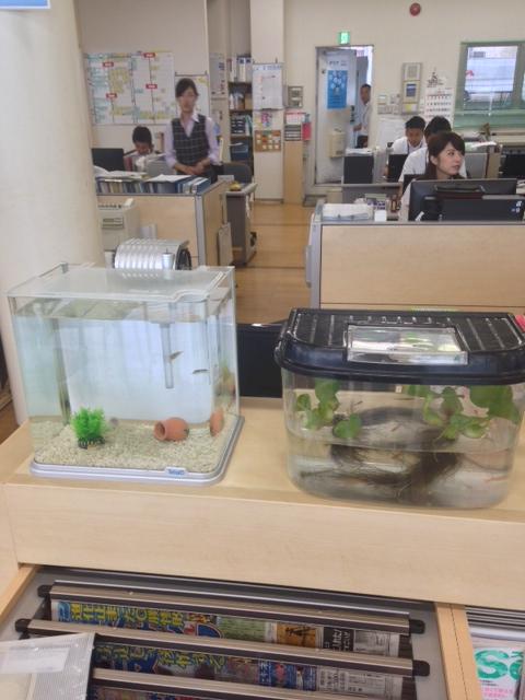 おさかなクン　新しく「みどりふぐ」 赤いメダカ「楊貴妃」も仲間入り！