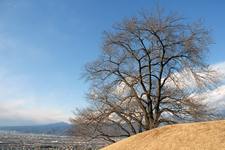 八代町ふるさと公園[山梨県笛吹市]　甲州蚕影桜