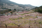 桃の花が咲き誇る春の笛吹市周辺の様子