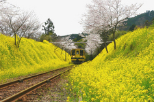 いすみ鉄道　菜の花と桜、そしてレールバス型気動車