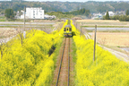 いすみ鉄道　菜の花とディーゼルカー