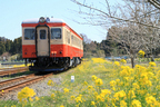 いすみ鉄道　キハ52 125[試運転]