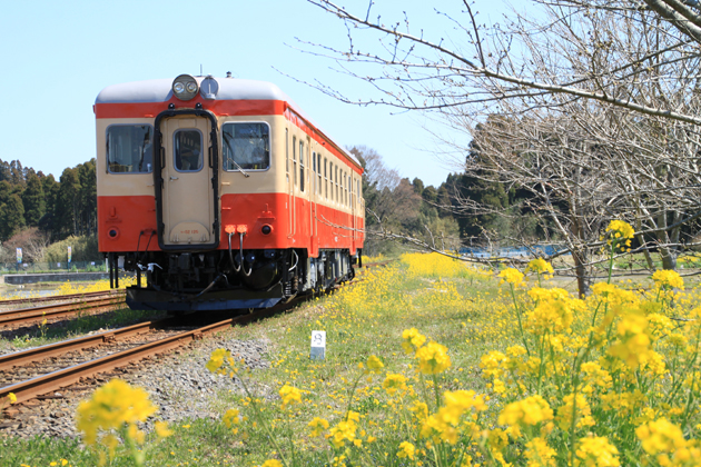 いすみ鉄道　キハ52 125[試運転]