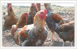 地鶏・卵専門　山梨県の中村農場が手掛ける地鶏