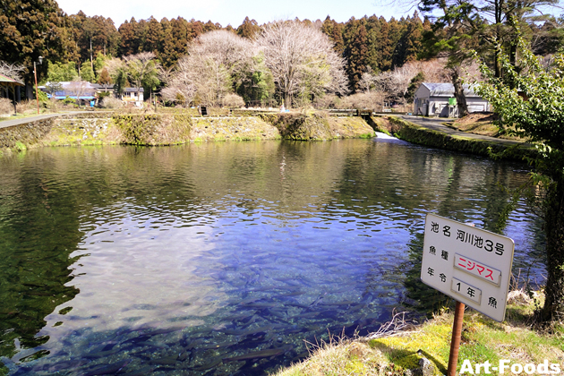 富士養鱒場　養鱒用の巨大な池