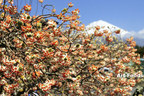 富士宮「ふじしげ」の前に咲いていたミツマタの花々