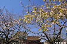 富士宮浅間大社[静岡県富士宮市]