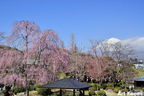 富士宮浅間大社[静岡県富士宮市]