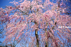 ヒミツの桜スポット[静岡県富士宮市]