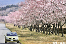 ヒミツの桜スポット[静岡県富士宮市]