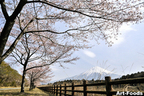 ヒミツの桜スポット[静岡県富士宮市]