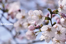 ヒミツの桜スポット[静岡県富士宮市]