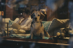 【犬好き必見！】トヨタ ドッグサークルWeb限定動画『Smile Again』公開