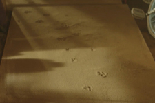 【犬好き必見！】トヨタ ドッグサークルWeb限定動画『Smile Again』公開