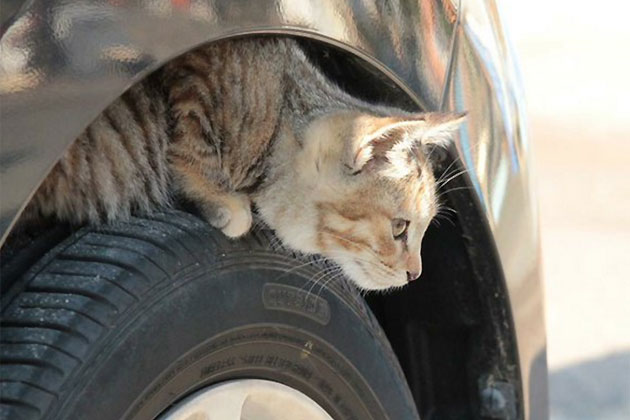 ネットで大反響 日産が提案する 猫バンバン がニャンとも優しすぎる 業界先取り 業界ニュース 自動車ニュース21国産車から輸入車まで Mota ネットで大反響 日産が提案する 猫バンバン がニャンとも優しすぎる 業界先取り 業界ニュース 自動車ニュース21国産車から輸入車まで Mota