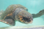 海亀