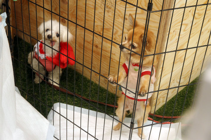 <企画ゾーン「PEACE LIFE PEACE PET」保護犬の譲渡会「Adoption PARK」 >アジア最大級のキャンピングカーの祭典「ジャパンキャンピングカーショー2017」開催