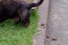 リアワイパーにゴミ袋！持ち帰りマナーは良くても道交法違反