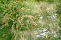 今の時期に目立つクルマの汚れ「黄砂」や「花粉」をタオルで擦るのは絶対NG！ どうやって取り除くのが良い？