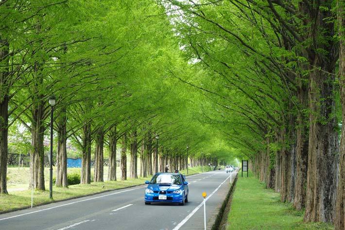 5月の滋賀県メタセコイア並木