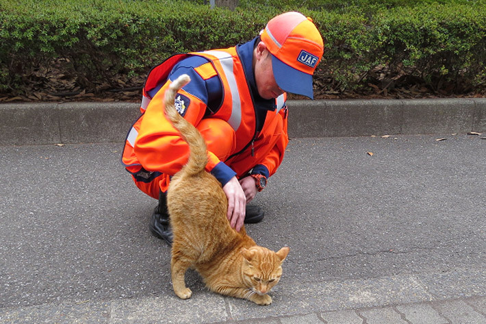 猫がエンジンルームに入り込んでしまったトラブル1ヶ月で25件 Jafが注意喚起 業界先取り 業界ニュース 自動車ニュース21国産車から輸入車 まで Mota