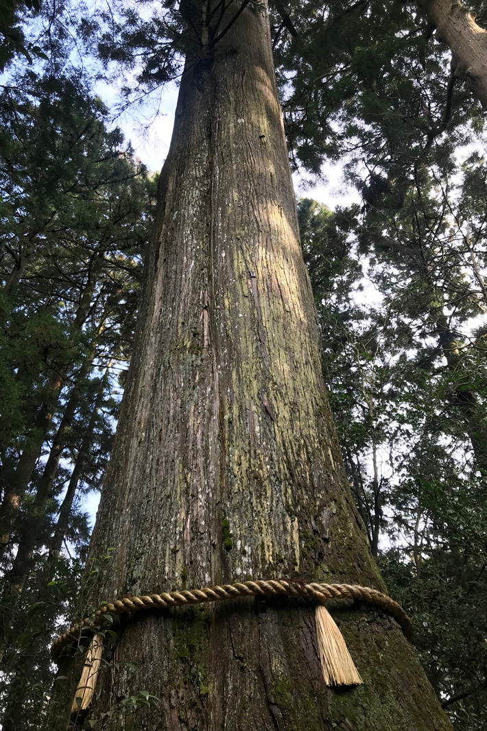 脱ペーパードライバー！ 長距離ドライブで箱根神社まで！