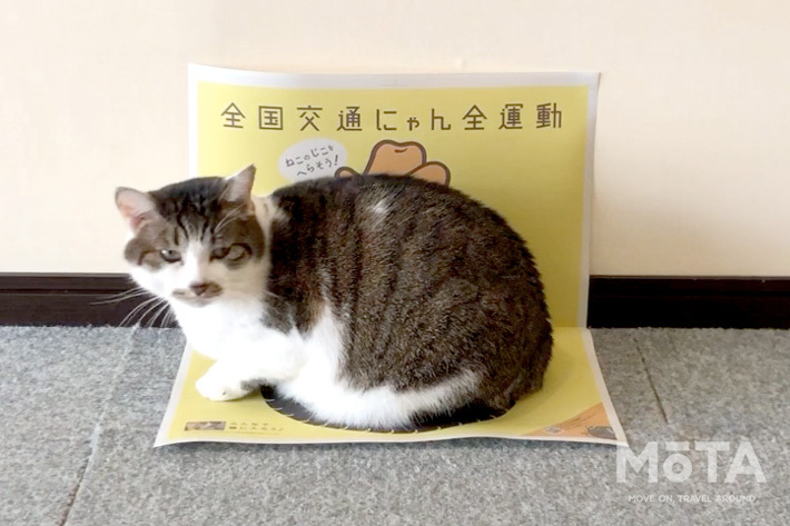 イエローハット 「全国交通にゃん全運動」