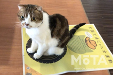 イエローハット 「全国交通にゃん全運動」