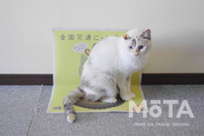 イエローハット 「全国交通にゃん全運動」