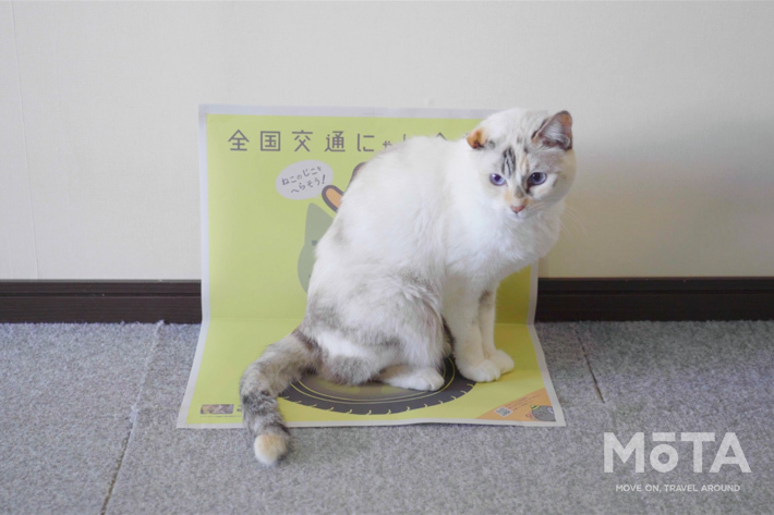 イエローハット 「全国交通にゃん全運動」