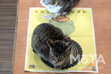 イエローハット 「全国交通にゃん全運動」