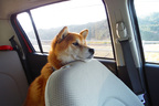 犬とドライブのイメージ