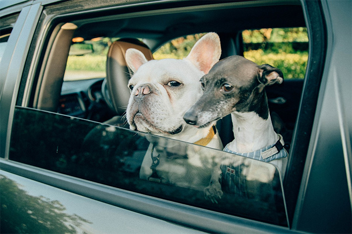 愛犬家必須のドライブアイテム！ペットと車を守るペット用シート3選|コラム【MOTA】