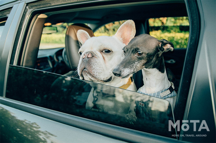 愛犬家必須のドライブアイテム！ペットと車を守るペット用シート3選