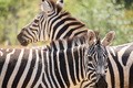 マイカーでまわろう！ 3密を避けて動物に癒されるサファリパーク特集