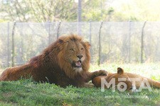 ドライブスポット／動物園のイメージ