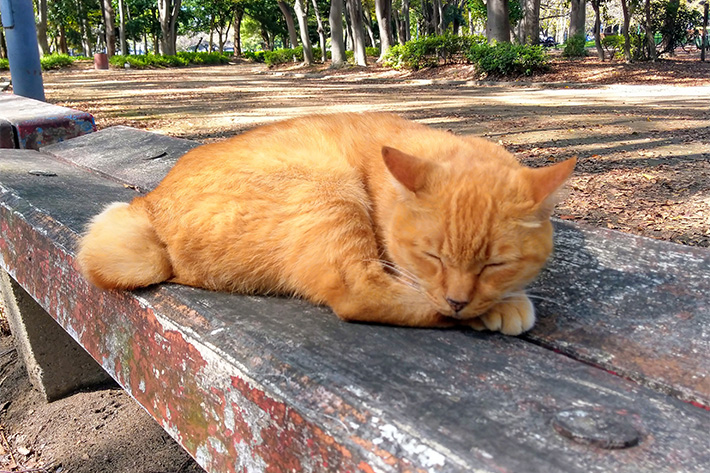 車の居眠り防止にはウェアラブル 耳ツボ刺激のおすすめアイテムをご紹介 渋滞 眠気対策グッズ コラム Mota