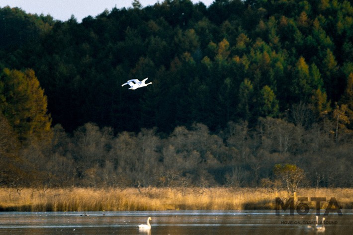 Moving Inn（ムービングイン）