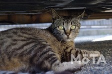 車の下に入り込んだネコのイメージ