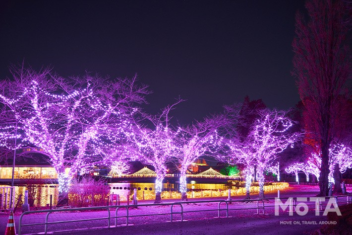 東武動物公園  ウインターイルミネーション