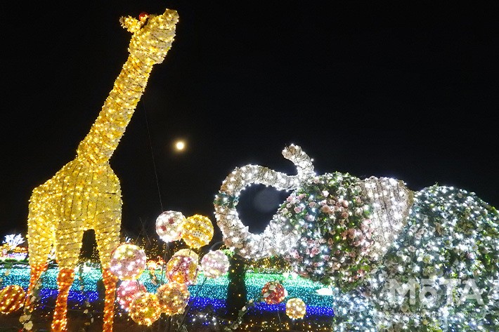 東武動物公園  ウインターイルミネーション
