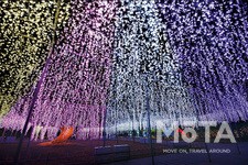 あしかがフラワーパーク「光の花の庭」