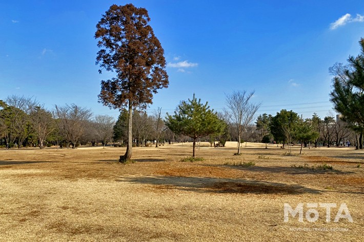 和光樹林公園