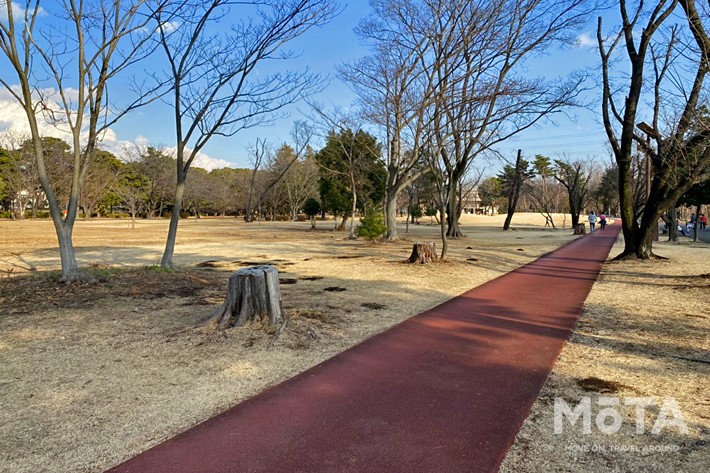 和光樹林公園