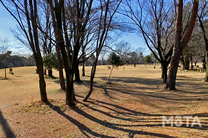 和光樹林公園