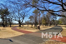 和光樹林公園