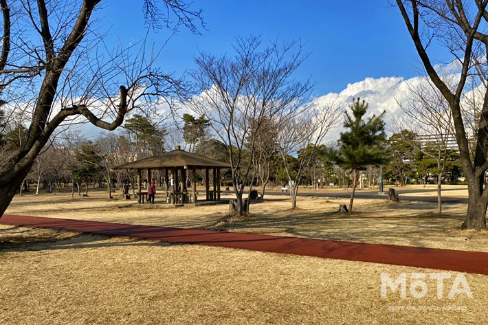 和光樹林公園